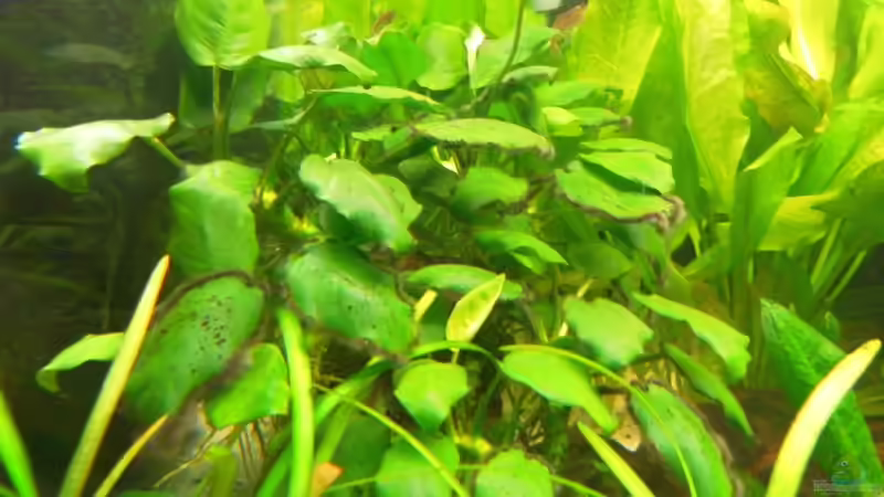 blühendes Zwergspeerblatt von mawi (12)