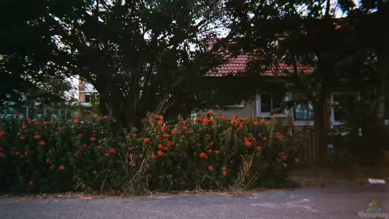 Blühstreifen im Garten - so planst, säst und pflegst du artenreiche Blumenflächen