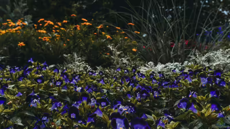 Blühstreifen im Garten - so planst, säst und pflegst du artenreiche Blumenflächen