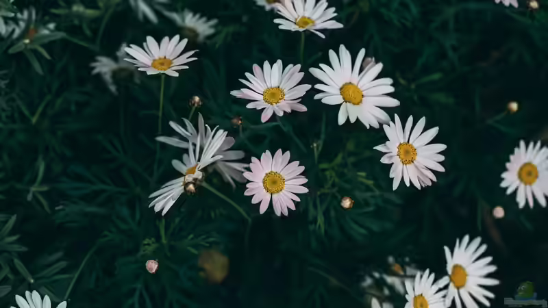Blühstreifen im Garten - so planst, säst und pflegst du artenreiche Blumenflächen