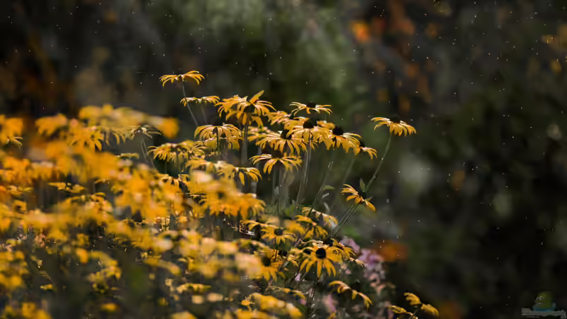 Blühstreifen im Garten - so planst, säst und pflegst du artenreiche Blumenflächen