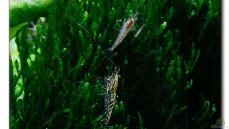 BluePearl Variationen 22.03.13 von Ralf64 (56)