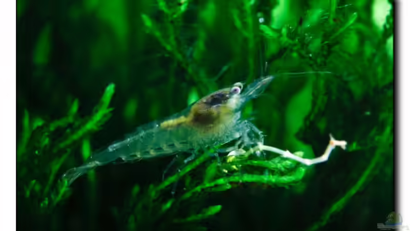 BluePearl ZG 22.03.13 von Ralf64 (57)