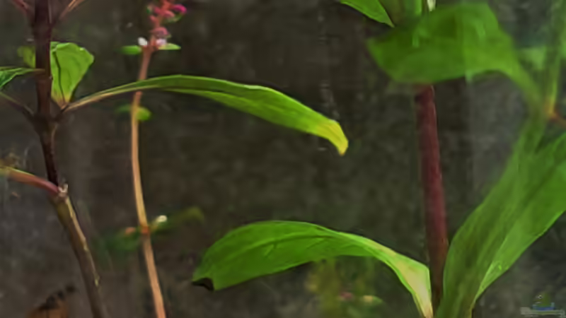 Blüte  der Rotala Anfang Mai 2023 von okefenokee (9)