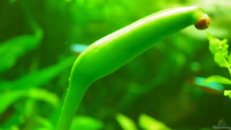 Blüte Anubia von Antje und Daniel (14)