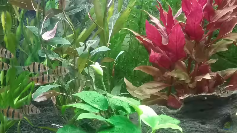 Blüte Anubias Nana von Uwe M. (19)