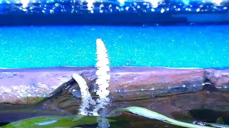 Blüte bei der Echten Madagaskar - Wasserähre  von raubsau (50)