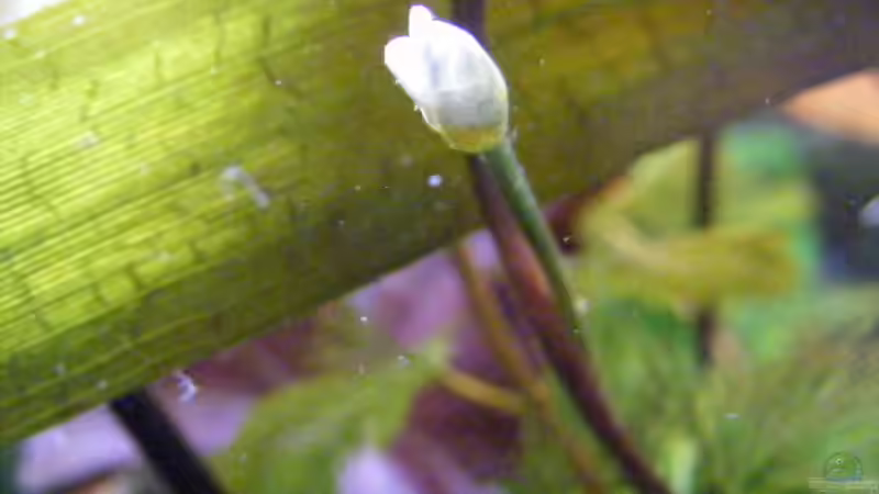 Blüte Cabomba von Adamov (26)