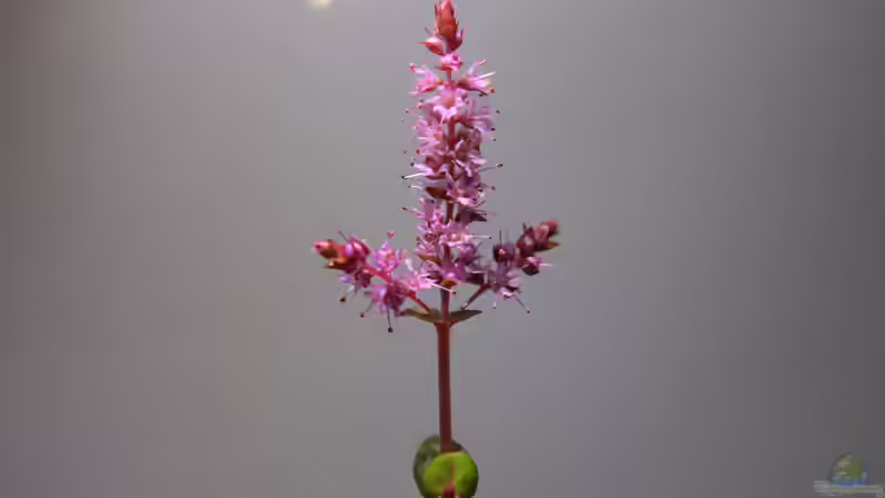 Blüte der Rotala macrandra von Susanne Axt (5)