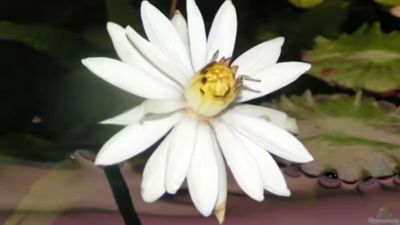 Blüte der roten Tigerlotus von Heiko Schneider (15)