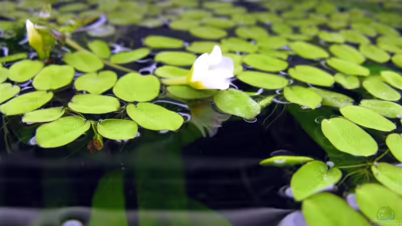 Blüte der Schwimmpflanze von Tudelui (14)