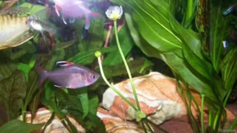 Blüte des Froschlöffels von Andreas Weiler (9)