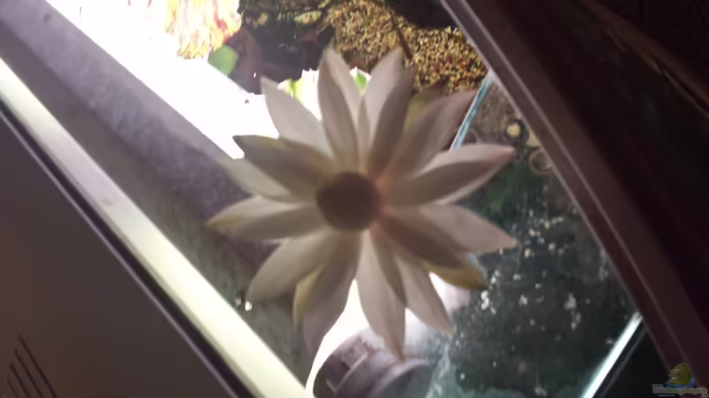 Blüte des Roten Tigerlotus von Gigi (9)