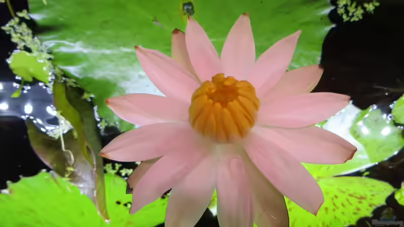 Blüte des Tigerlotus von Jan S. (30)