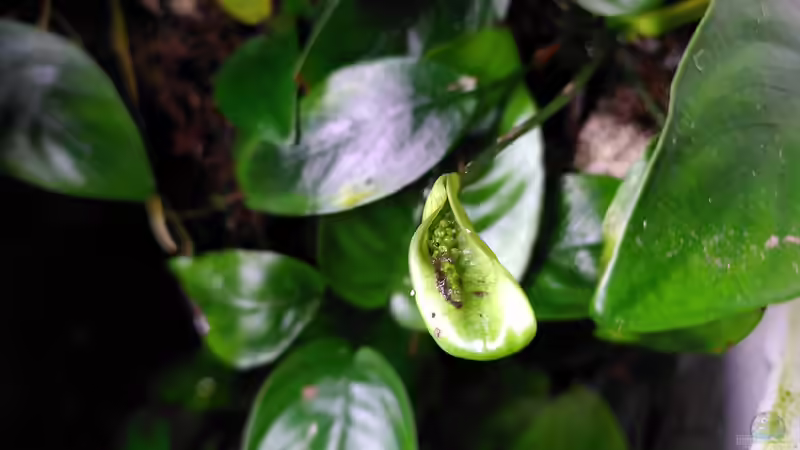 Blüte einer Anubia von Stephi (19)