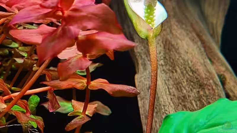 Blüte einer Anubias Coffefolia  von David Schneider Aquaristik (19)