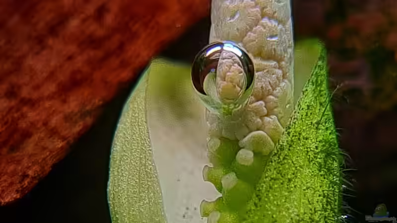 Blüte einer Anubias coffefolia von David Schneider Aquaristik (20)