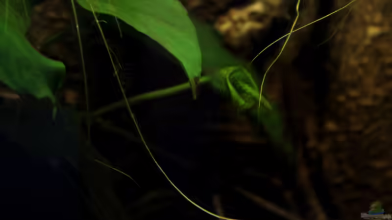 Blüte einer Anubie von die Perle... (27)