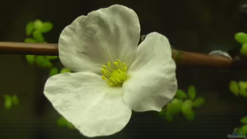 Blüte einer Echinodorus Red Flame von -Matthias- (2)