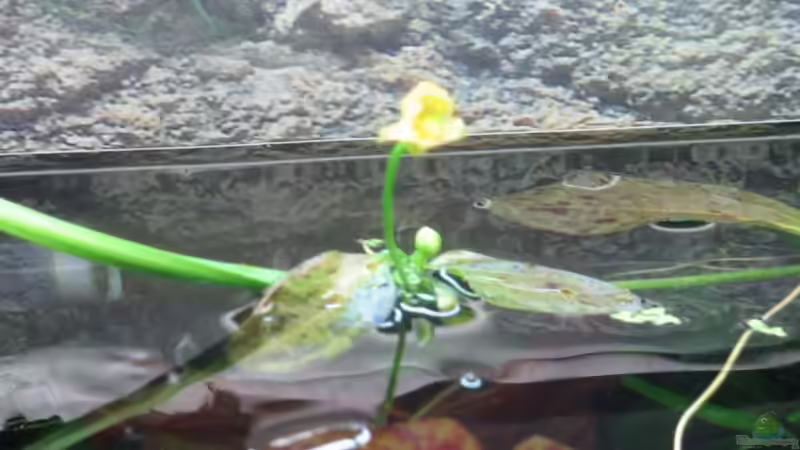 Blüte einer meiner Ozelotpflanzen von Christian Trommer (6)