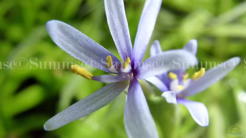 Blüte vom Trugkölbchen von Summse (8)