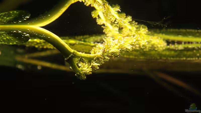 Blüte von der Aponogeton von balzman (6)