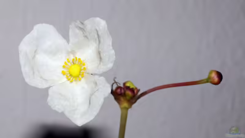 Blüte von Echinodorus Ozelot von Micha... (28)