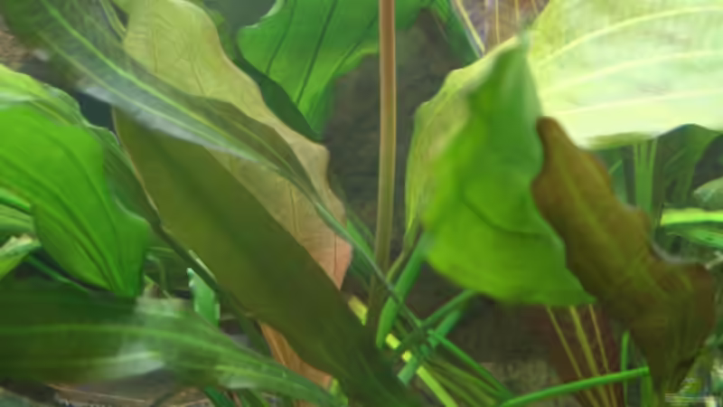 Blüte von Echinodorus Tricolor (14.03.2008) von Amazonas-live (9)