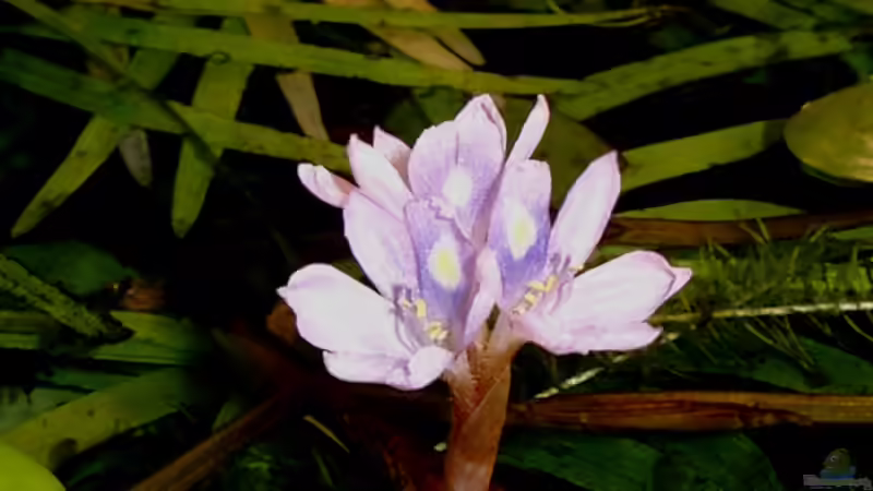 Blüte von Eichhornia diversifolia - Verschiedenblättrige Wasserhyazinthe von Piscis (9)
