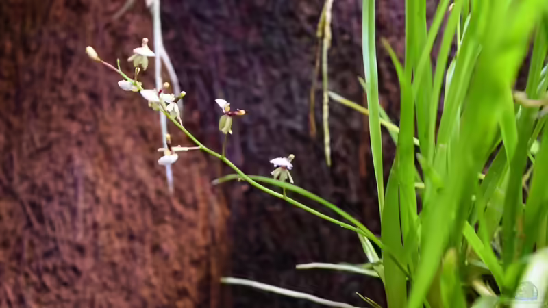 Blüte von Gomesa radicans von Junglist (27)