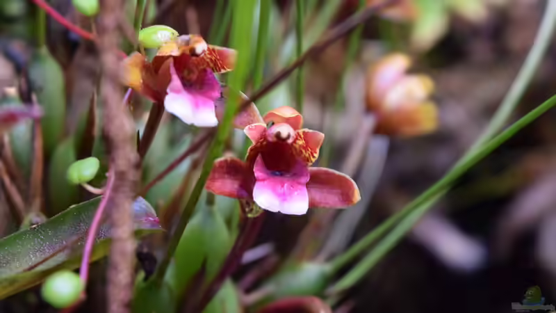 Blüte von Maxillaria sanguinea von Junglist (26)