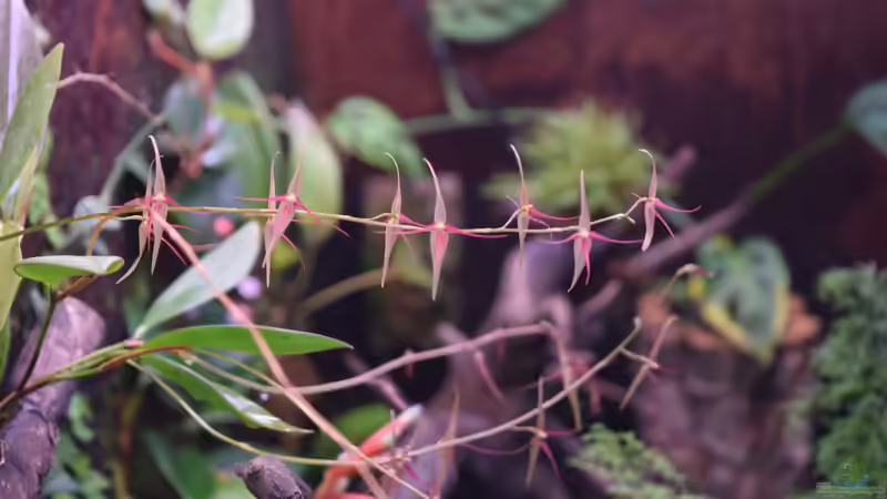 Blüte von Pleurothalis schweinfurthii von Junglist (16)