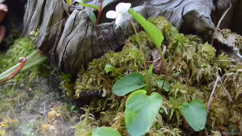 Blüte von Viola palustris von Junglist (40)