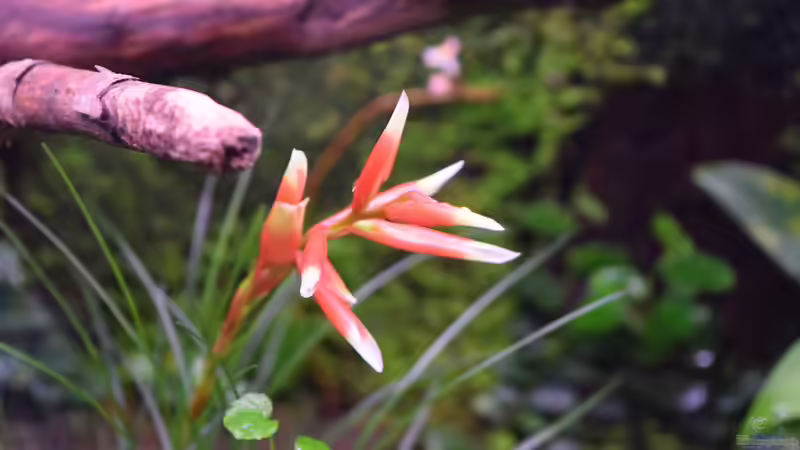 Blüte von Vriesea-correia araujoi von Junglist (30)