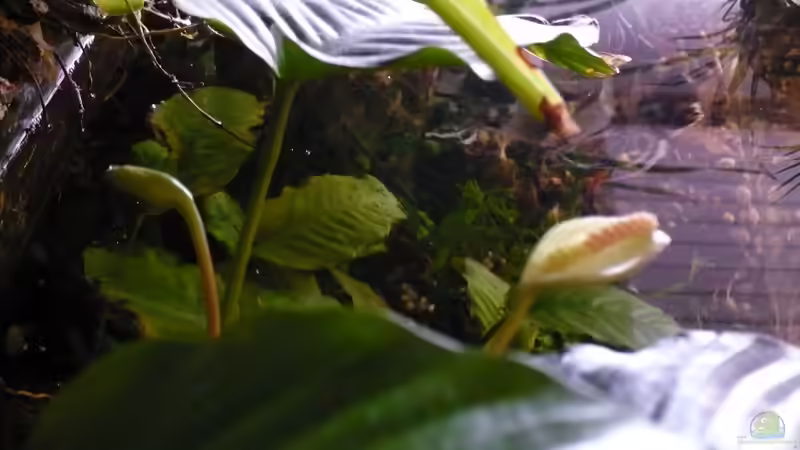 Blüte von Werner Lehmann (12)