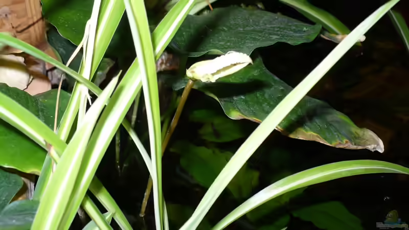 Blüte von Werner Lehmann (17)