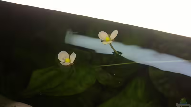 Blüten meine Pfeilkrautes von Tobias H. (5)