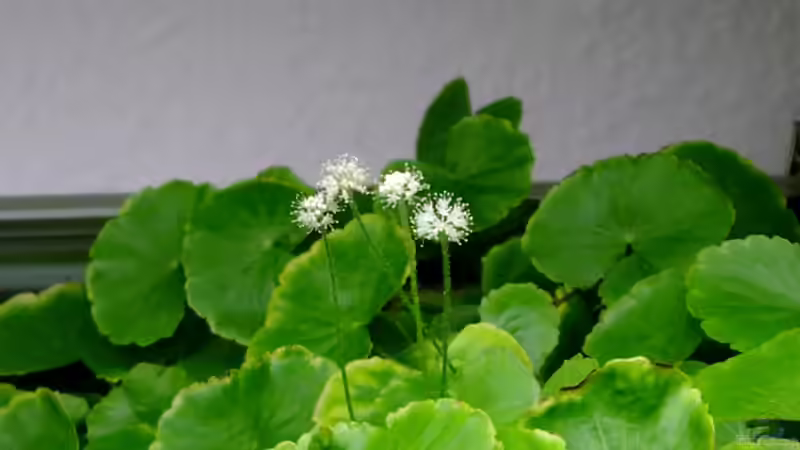 Blüten vom Hydrocotyle leucocephala - Brasilianischer Wassernabel von Piscis (7)