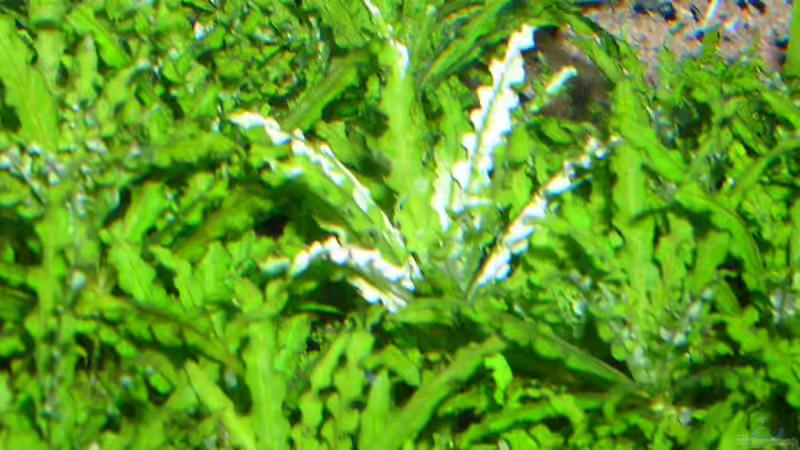 Blütenform? von Bungi (5)