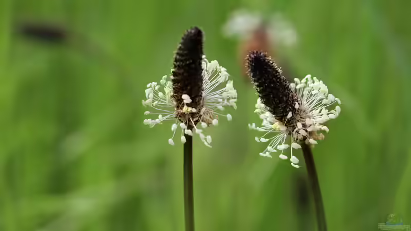 Blütenstände im Garten: Formen, Bedeutung und Gestaltungsideen