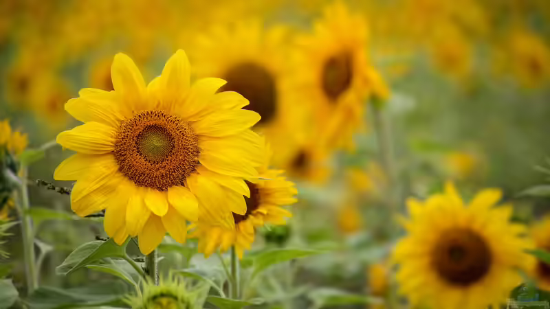 Blütenstände im Garten: Formen, Bedeutung und Gestaltungsideen