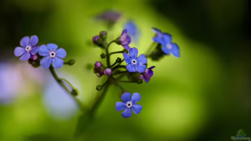 Blütenstände im Garten: Formen, Bedeutung und Gestaltungsideen