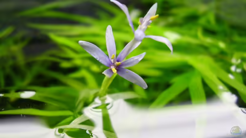 Blütenstand Heteranthera zosterifolia von Mel&Marc (27)