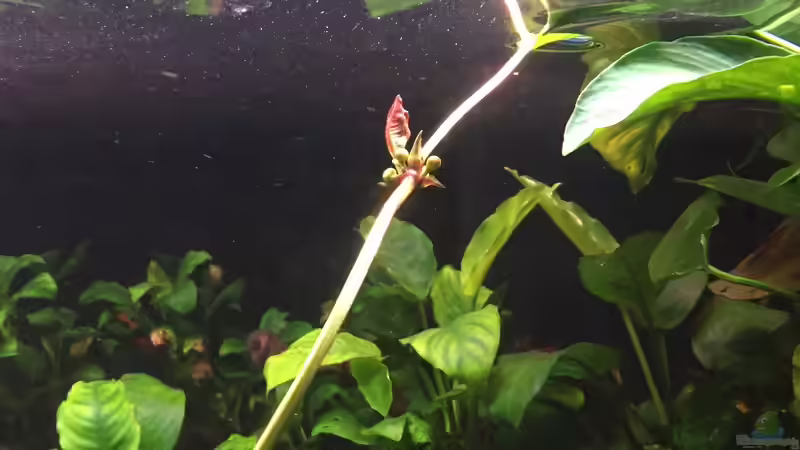 Blütenstand von Echinodorus Roter Oktober von Danny (22)