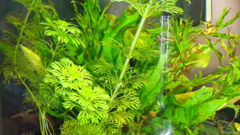 Blütenstielloser Sumpffreund  von Poldi1981 (3)