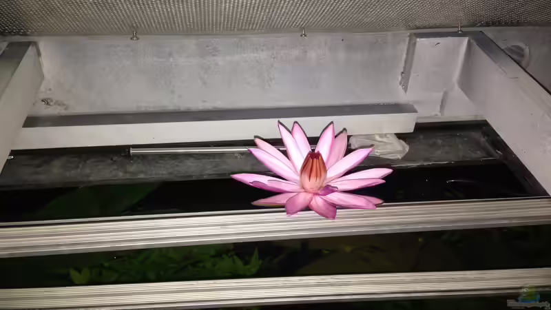 Blütezeit... von Dominik Wexenberger (13)