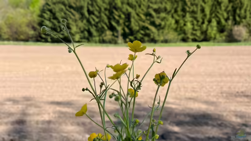 Blumen pflücken beim Spaziergang - Was ist erlaubt!