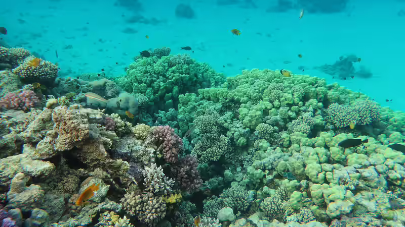 Blumentiere – faszinierende Nesseltiere mit pflanzenähnlichem Erscheinungsbild