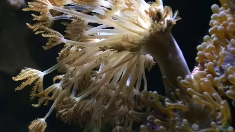 Blumentiere – faszinierende Nesseltiere mit pflanzenähnlichem Erscheinungsbild