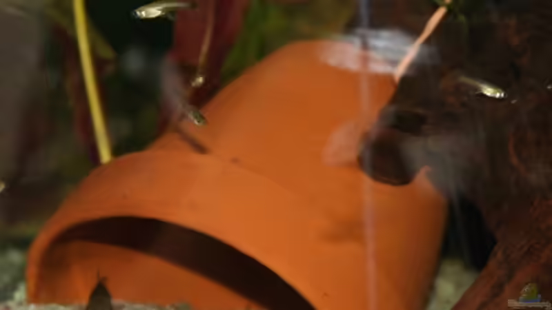 Blumentopf von StefanE. (20)